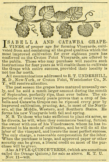 As shown at the end of this ad—published the same year as the Gardener’s Monthly article—Apple-Qunice was another fruit grown on Croton Point.