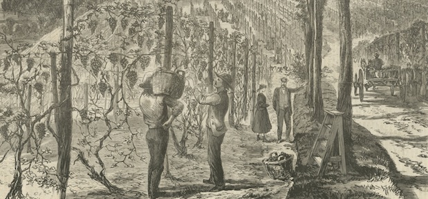 Detail from “Gathering Grapes—An October Scene on the Hudson,” a wood engraving published in Harper's Weekly. The image depicts the Underhill vineyard in 1867.